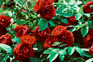 Déménageur L'Haÿ-les-Roses